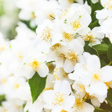 "Sweet & Luxurious" My Store