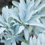 "Earthy & Herbal" My Store