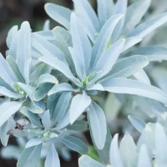 "Earthy & Herbal" My Store